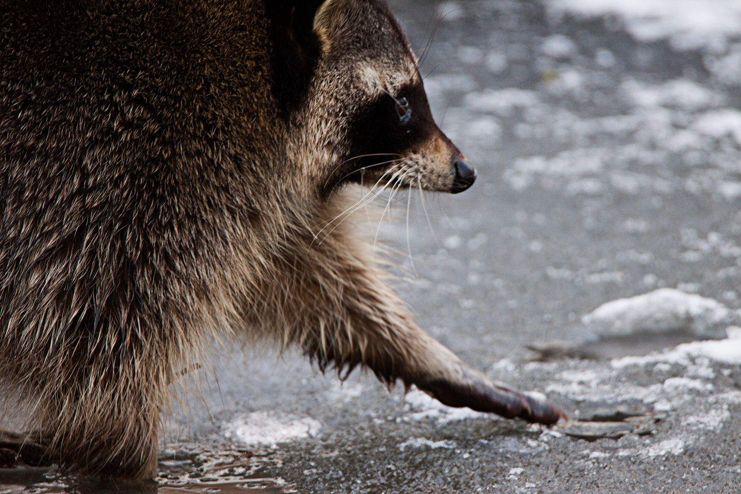 Waschbär